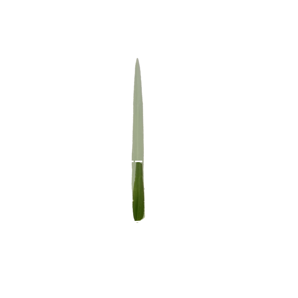 Hoja-Bermuda-Medidas